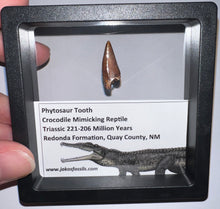 Load image into Gallery viewer, Framed Large Phytosaur Fossil Teeth One per Order .8-1 Inches! Triassic Aquatic Reptile!