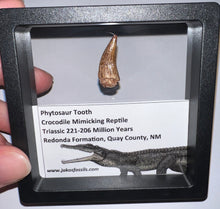Load image into Gallery viewer, Framed Large Phytosaur Fossil Teeth One per Order .8-1 Inches! Triassic Aquatic Reptile!