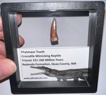 Load image into Gallery viewer, Framed Large Phytosaur Fossil Teeth One per Order .8-1 Inches! Triassic Aquatic Reptile!