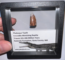 Load image into Gallery viewer, Framed Large Phytosaur Fossil Teeth One per Order .8-1 Inches! Triassic Aquatic Reptile!