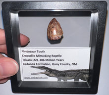 Load image into Gallery viewer, Framed Large Phytosaur Fossil Teeth One per Order .8-1 Inches! Triassic Aquatic Reptile!