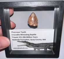 Load image into Gallery viewer, Framed Large Phytosaur Fossil Teeth One per Order .8-1 Inches! Triassic Aquatic Reptile!