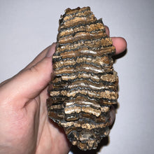 Load image into Gallery viewer, Ice Age Fossil Juvenile Woolly Mammoth Molar 3.79 Inches from Siberia