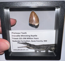Load image into Gallery viewer, Framed Large Phytosaur Fossil Teeth One per Order .8-1 Inches! Triassic Aquatic Reptile!