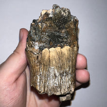 Load image into Gallery viewer, Ice Age Fossil Juvenile Woolly Mammoth Molar 3.79 Inches from Siberia