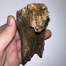 Load image into Gallery viewer, Ice Age Fossil Juvenile Woolly Mammoth Molar 3.79 Inches from Siberia