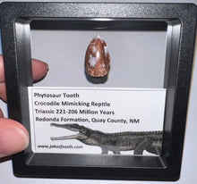 Load image into Gallery viewer, Framed Large Phytosaur Fossil Teeth One per Order .8-1 Inches! Triassic Aquatic Reptile!