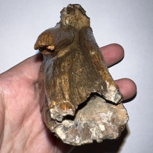 Load image into Gallery viewer, Ice Age Fossil Juvenile Woolly Mammoth Molar 3.79 Inches from Siberia