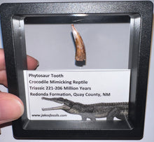 Load image into Gallery viewer, Framed Large Phytosaur Fossil Teeth One per Order .8-1 Inches! Triassic Aquatic Reptile!