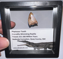 Load image into Gallery viewer, Framed Large Phytosaur Fossil Teeth One per Order .8-1 Inches! Triassic Aquatic Reptile!