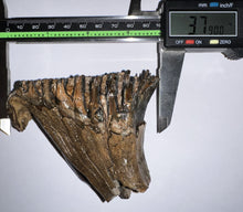 Load image into Gallery viewer, Ice Age Fossil Juvenile Woolly Mammoth Molar 3.79 Inches from Siberia
