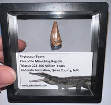 Load image into Gallery viewer, Framed Large Phytosaur Fossil Teeth One per Order .8-1 Inches! Triassic Aquatic Reptile!