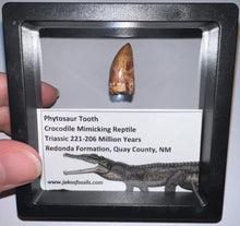 Load image into Gallery viewer, Framed Large Phytosaur Fossil Teeth One per Order .8-1 Inches! Triassic Aquatic Reptile!