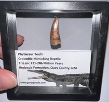 Load image into Gallery viewer, Framed Large Phytosaur Fossil Teeth One per Order .8-1 Inches! Triassic Aquatic Reptile!