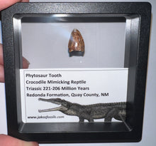 Load image into Gallery viewer, Framed Phytosaur Fossil Teeth One per Order .6-.7 Inches! Triassic Aquatic Reptile!