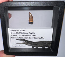 Load image into Gallery viewer, Framed Phytosaur Fossil Teeth One per Order .6-.7 Inches! Triassic Aquatic Reptile!