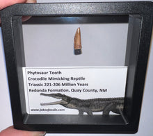 Load image into Gallery viewer, Framed Phytosaur Fossil Teeth One per Order .6-.7 Inches! Triassic Aquatic Reptile!