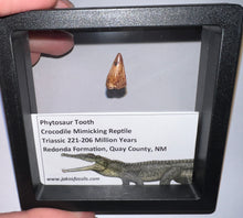 Load image into Gallery viewer, Framed Phytosaur Fossil Teeth One per Order .6-.7 Inches! Triassic Aquatic Reptile!