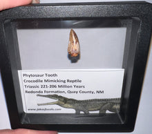 Load image into Gallery viewer, Framed Phytosaur Fossil Teeth One per Order .6-.7 Inches! Triassic Aquatic Reptile!