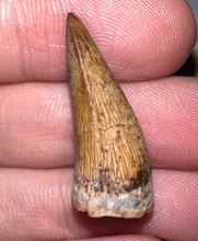 Load image into Gallery viewer, Phytosaur Large Fossil Tooth 1.04 Inches! Fantastic Serrations! Triassic Aquatic Reptile!