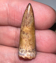 Load image into Gallery viewer, Phytosaur Large Fossil Tooth 1.04 Inches! Fantastic Serrations! Triassic Aquatic Reptile!