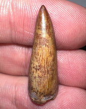 Load image into Gallery viewer, Phytosaur Large Fossil Tooth 1.04 Inches! Fantastic Serrations! Triassic Aquatic Reptile!