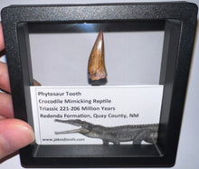Load image into Gallery viewer, Phytosaur Large Fossil Tooth 1.04 Inches! Fantastic Serrations! Triassic Aquatic Reptile!