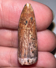 Load image into Gallery viewer, Phytosaur Large Fossil Tooth 1.09 Inches! Fantastic Serrations! Triassic Aquatic Reptile!