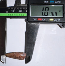 Load image into Gallery viewer, Phytosaur Large Fossil Tooth 1.09 Inches! Fantastic Serrations! Triassic Aquatic Reptile!