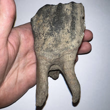 Load image into Gallery viewer, ENORMOUS Ice Age Fossil Woolly Rhinoceros Molar Coelodonta Antiquitatis 4.47 Inches