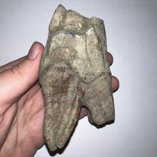 Load image into Gallery viewer, ENORMOUS Ice Age Fossil Woolly Rhinoceros Molar Coelodonta Antiquitatis 4.47 Inches