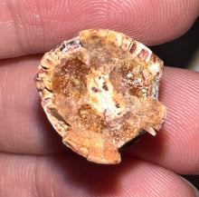 Load image into Gallery viewer, Phytosaur Large Fossil Tooth 1.08 Inches! Fantastic Serrations! Triassic Aquatic Reptile!