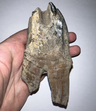 Load image into Gallery viewer, ENORMOUS Ice Age Fossil Woolly Rhinoceros Molar Coelodonta Antiquitatis 4.47 Inches