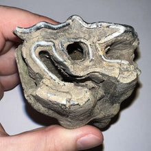 Load image into Gallery viewer, ENORMOUS Ice Age Fossil Woolly Rhinoceros Molar Coelodonta Antiquitatis 4.47 Inches