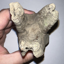 Load image into Gallery viewer, ENORMOUS Ice Age Fossil Woolly Rhinoceros Molar Coelodonta Antiquitatis 4.47 Inches