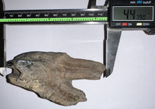 Load image into Gallery viewer, ENORMOUS Ice Age Fossil Woolly Rhinoceros Molar Coelodonta Antiquitatis 4.47 Inches