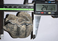 Load image into Gallery viewer, ENORMOUS Ice Age Fossil Woolly Rhinoceros Molar Coelodonta Antiquitatis 4.47 Inches
