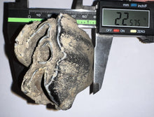 Load image into Gallery viewer, ENORMOUS Ice Age Fossil Woolly Rhinoceros Molar Coelodonta Antiquitatis 4.47 Inches