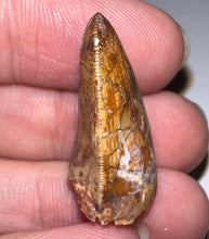 Load image into Gallery viewer, Phytosaur Large Fossil Tooth 1.01 Inches! Fantastic Serrations! Triassic Aquatic Reptile!