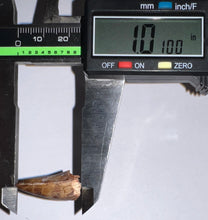 Load image into Gallery viewer, Phytosaur Large Fossil Tooth 1.01 Inches! Fantastic Serrations! Triassic Aquatic Reptile!