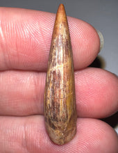 Load image into Gallery viewer, Phytosaur Huge Fossil Tooth 1.33 Inches! Triassic Aquatic Reptile!