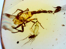 Load image into Gallery viewer, GEM Dinosaur age Burmite Fossil AMBER with a Rare Huge SCORPION! TESTED FOR AUTHENTICITY!!