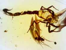 Load image into Gallery viewer, GEM Dinosaur age Burmite Fossil AMBER with a Rare Huge SCORPION! TESTED FOR AUTHENTICITY!!