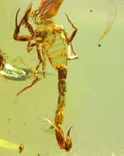 Load image into Gallery viewer, GEM Dinosaur age Burmite Fossil AMBER with a Rare Huge SCORPION! TESTED FOR AUTHENTICITY!!