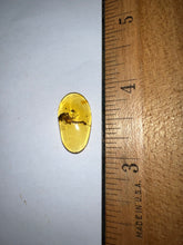 Load image into Gallery viewer, GEM Dinosaur age Burmite Fossil AMBER with a Rare Huge SCORPION! TESTED FOR AUTHENTICITY!!