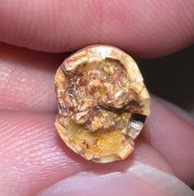 Load image into Gallery viewer, Phytosaur Huge Fossil Tooth 1.33 Inches! Triassic Aquatic Reptile!