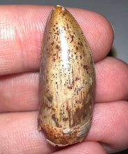 Load image into Gallery viewer, Phytosaur Huge Fossil Tooth 1.24 Inches! Fantastic Serrations! Triassic Aquatic Reptile!