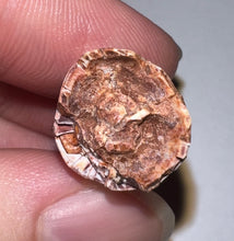 Load image into Gallery viewer, Phytosaur HUGE Fossil Tooth 1.31 Inches! Fantastic Serrations! Triassic Aquatic Reptile!