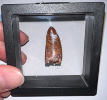 Load image into Gallery viewer, Phytosaur HUGE Fossil Tooth 1.31 Inches! Fantastic Serrations! Triassic Aquatic Reptile!