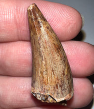 Load image into Gallery viewer, Phytosaur HUGE Fossil Tooth 1.44 Inches! Great Serrations! Triassic Aquatic Reptile!